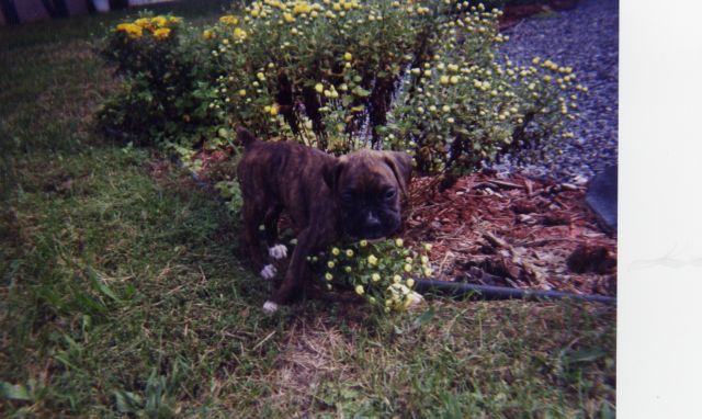 Reese at 7 weeks