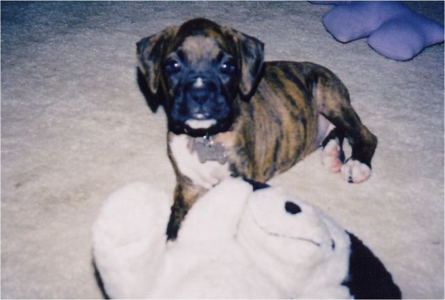 Reese at 8 weeks