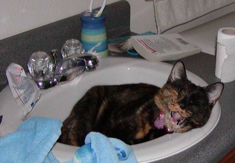 Reese sleeping IN the sink.
