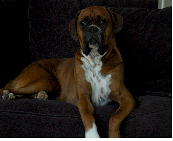 Regal Jordan