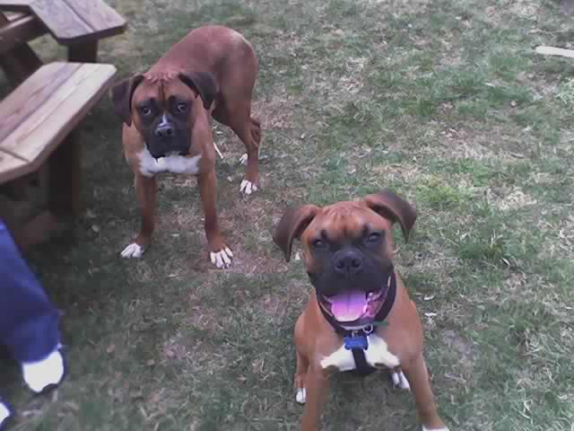 Reggie and Sugar Ray