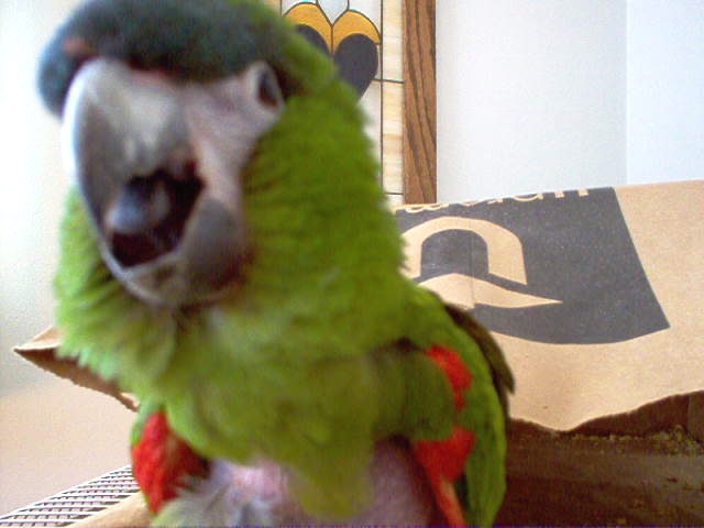 Reggie Attacking the camera