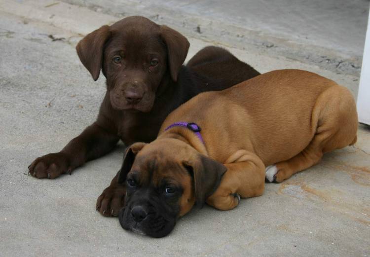 Reggie & Friend