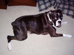 Reggie Laying Down