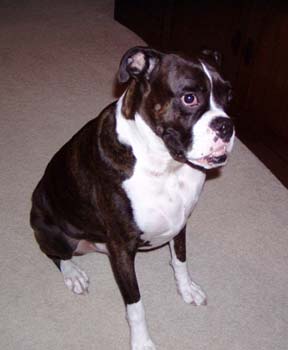 Reggie sitting