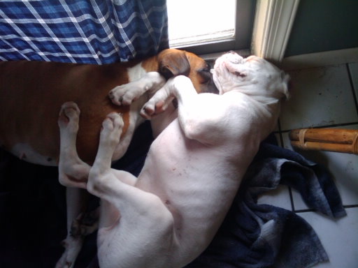 Reggie sleeping on Molly