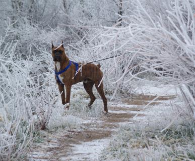 ReillyInTheBlizzard