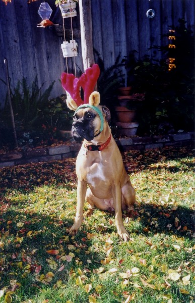 Reindeer Layla