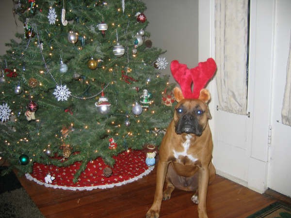 Reindeer or Boxer?