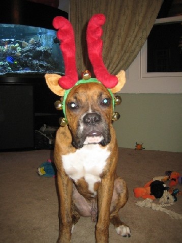 reindeer1