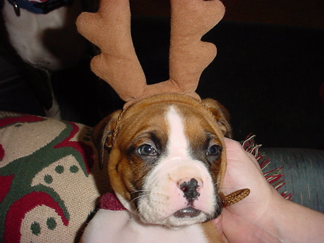 Reindog!