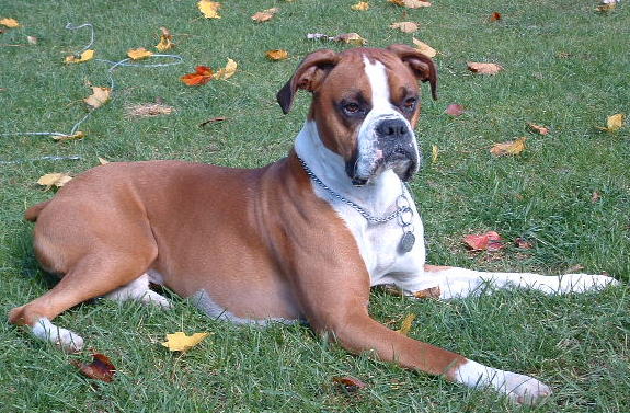 Relaxing After chasing Leaves