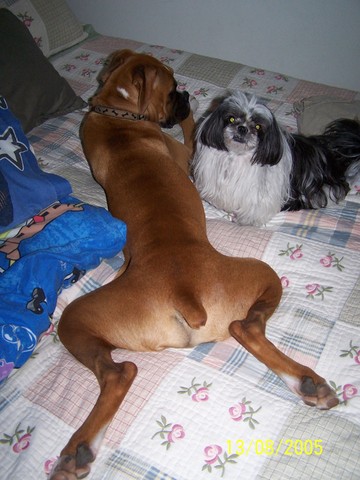 Relaxing... Boxer style!