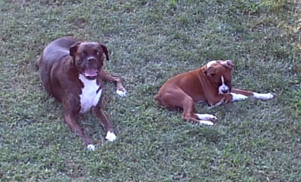 Relaxing in the back yard