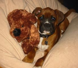 Relaxing with teddy