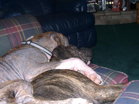 Remember we use to lay like this in the whelping box?
