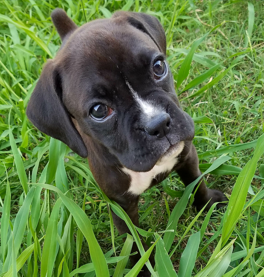 Remi 8 1/2 weeks