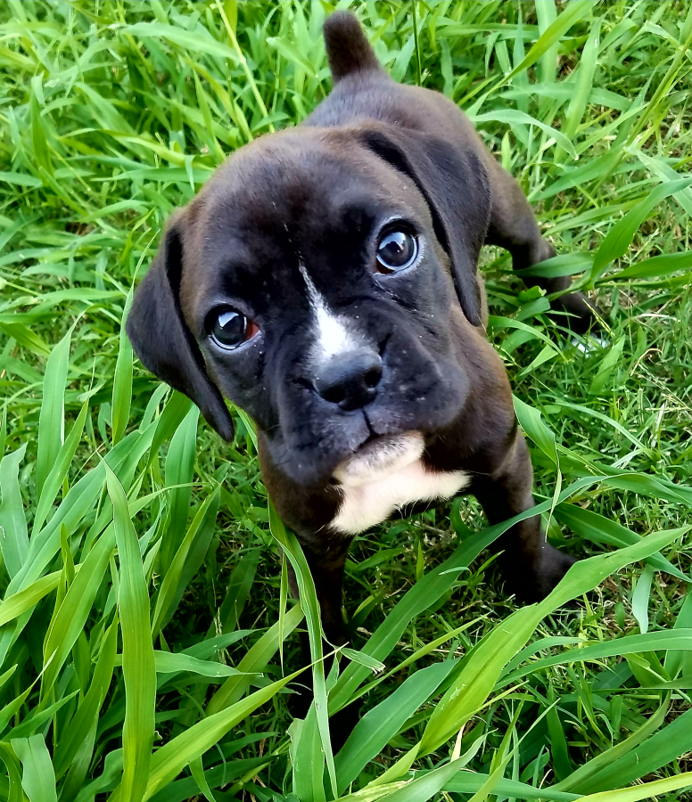 Remi