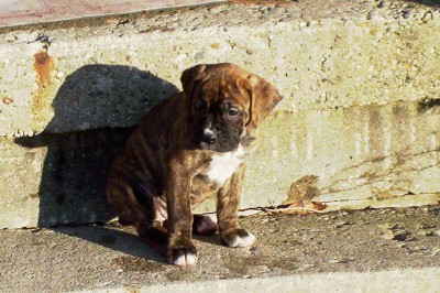 Remington