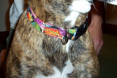 Remi's new collar.