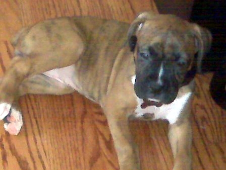 Remmy relaxing