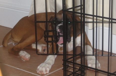 Remy Crate