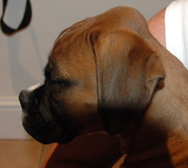 Remy