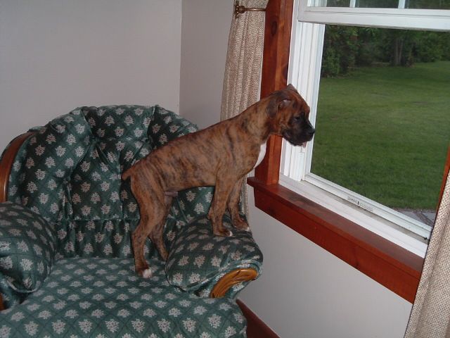 Reno checking out the backyard