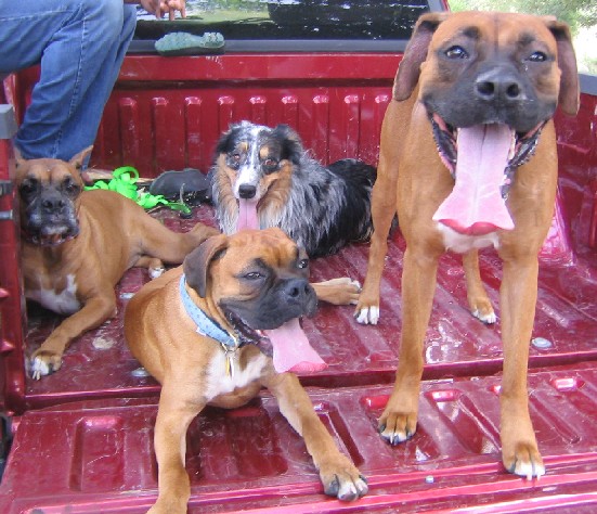 Reno, Conner, Yogi and Tess