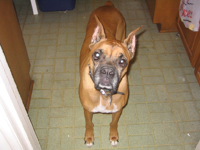 Reno - My parents' rescued angel