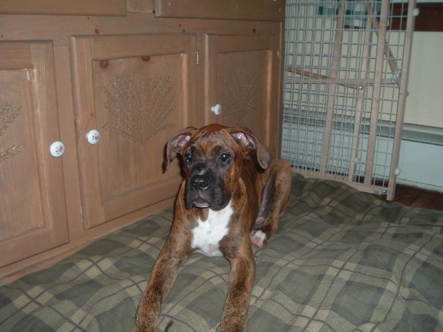 Reno relaxing in the kitchen