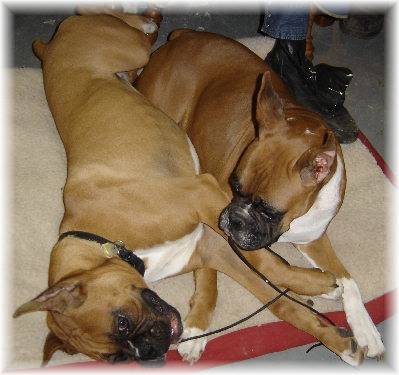 Reno & Tramp what a dogs life!