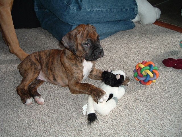Reno's first day home