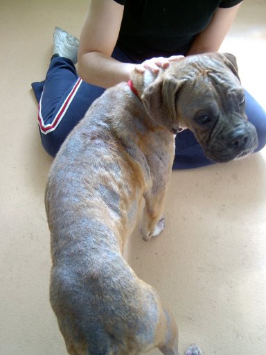 Rescued from pound