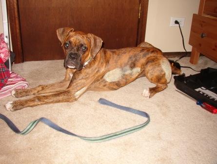 Resting after helping with the painting!