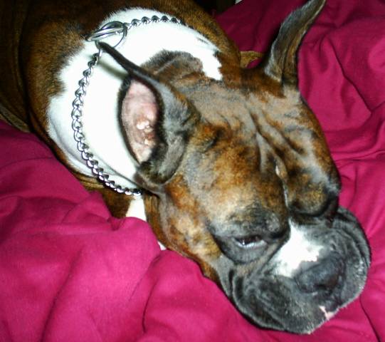 resting on the bed