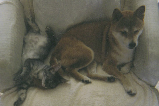 resting