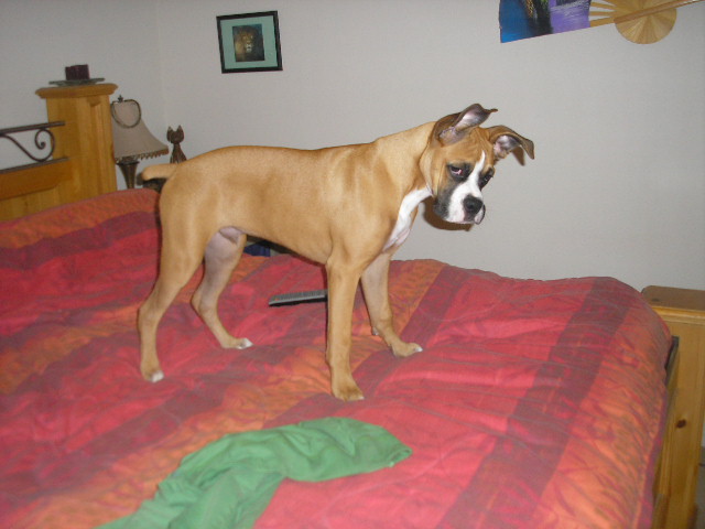 Revan 11/20/2006