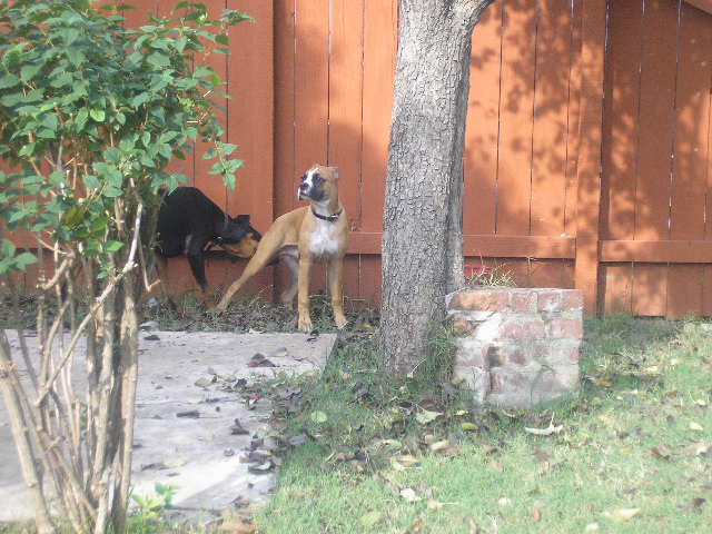 Revan and Fletch 11/19/2006