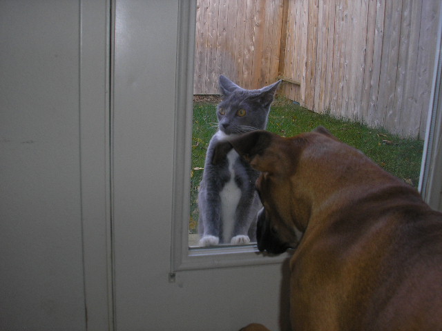 Revan and Nitten