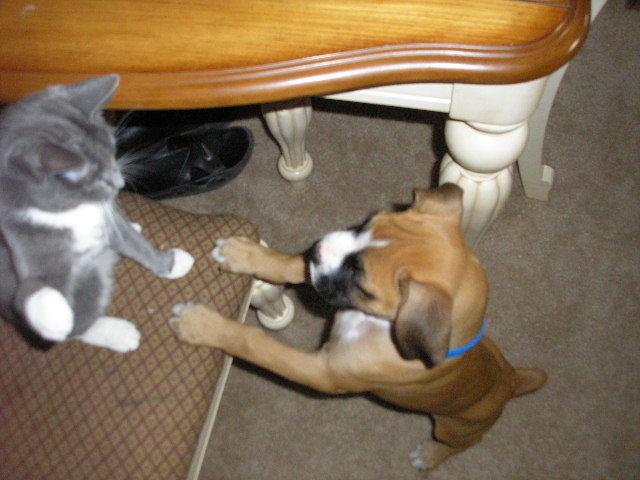Revan_and_Nitten