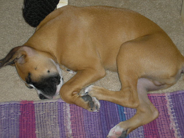 REVAN_OR_KANGAROO
