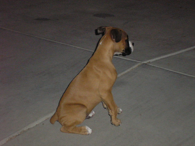 Revan_Watchdog_2