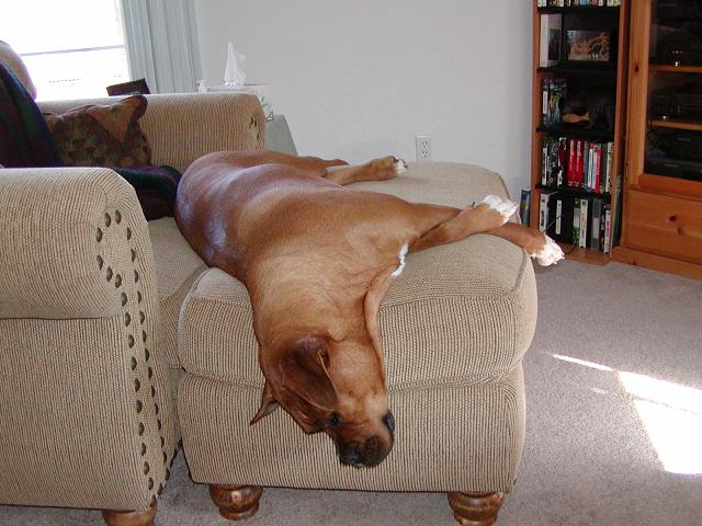 Rex at large
