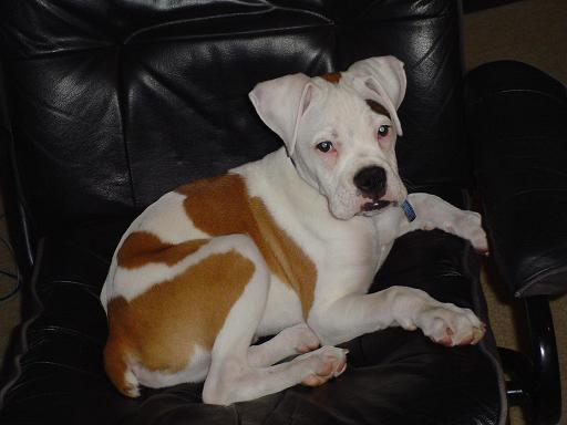 Rex in Daddy's chiar