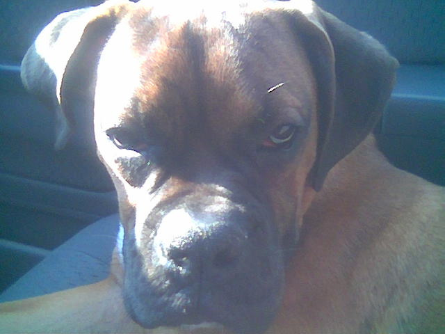 Rex in the car some more