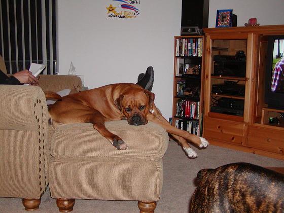 Rex is the best lounger anywhere