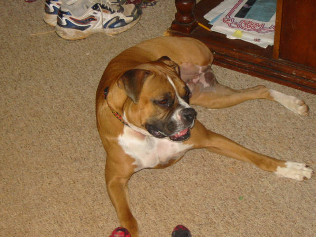Rex just hanging out.