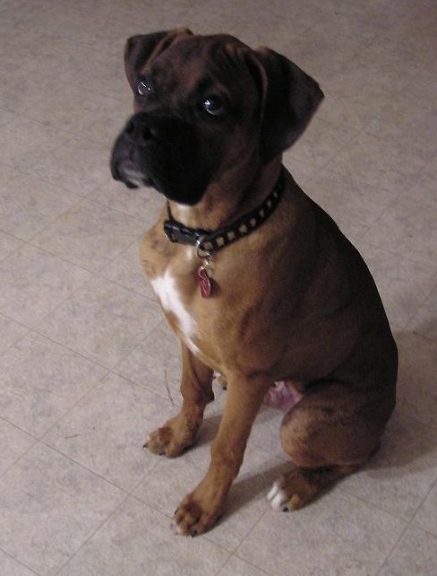Rex, my new adopted son!