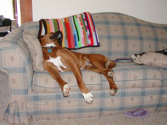Rex on HIS couch!